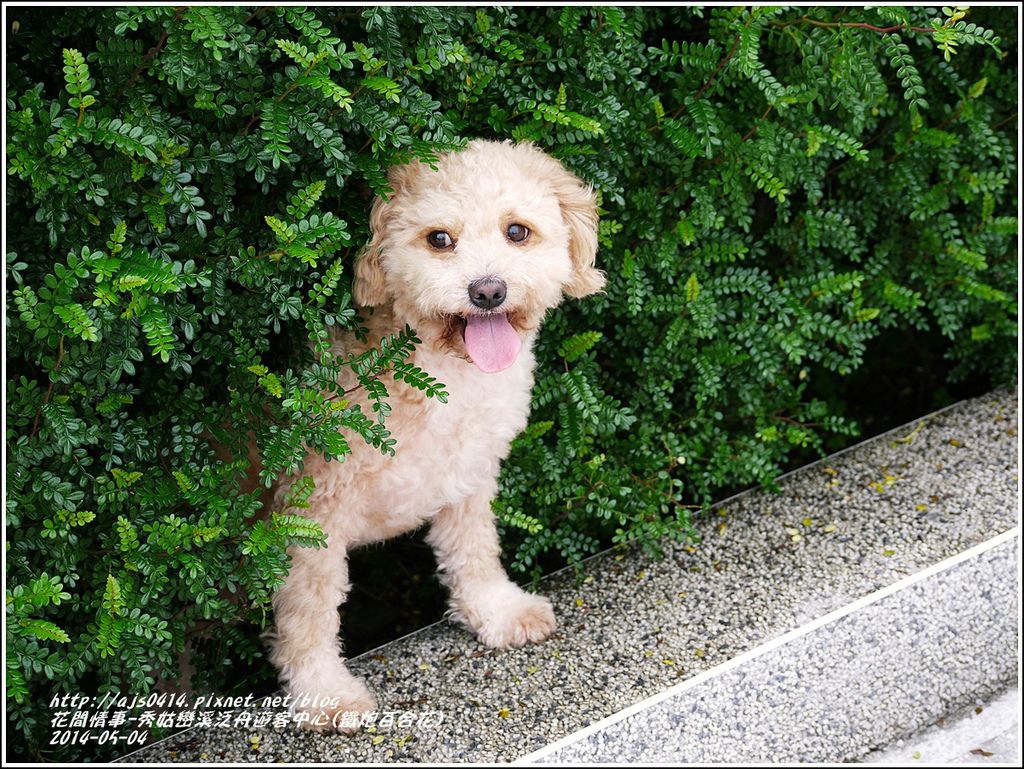 2014-05-秀姑戀溪泛舟遊客中心(鐵炮百合花)15.jpg 2014-05-秀姑戀溪泛舟遊客中心(鐵炮百合花)15.jpg