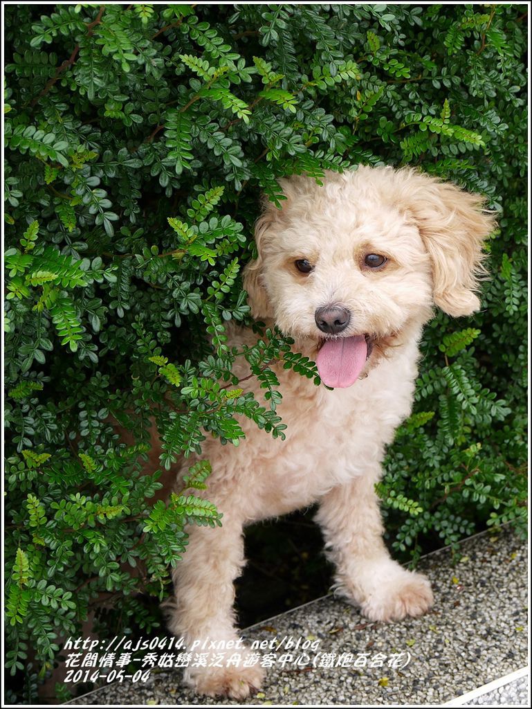 2014-05-秀姑戀溪泛舟遊客中心(鐵炮百合花)14.jpg 2014-05-秀姑戀溪泛舟遊客中心(鐵炮百合花)14.jpg