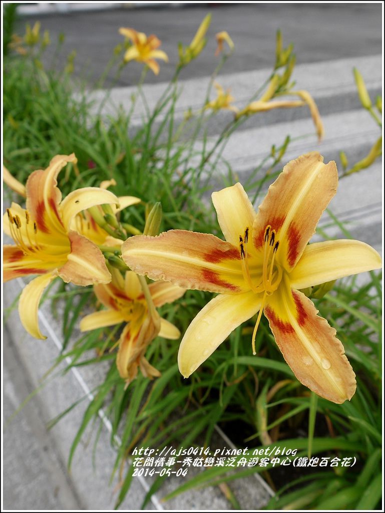 2014-05-秀姑戀溪泛舟遊客中心(百合花)18.jpg 2014-05-秀姑戀溪泛舟遊客中心(百合花)18.jpg