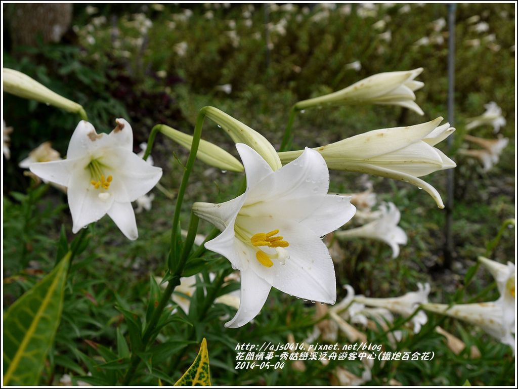 2014-05-秀姑戀溪泛舟遊客中心(鐵炮百合花)19.jpg 2014-05-秀姑戀溪泛舟遊客中心(鐵炮百合花)19.jpg