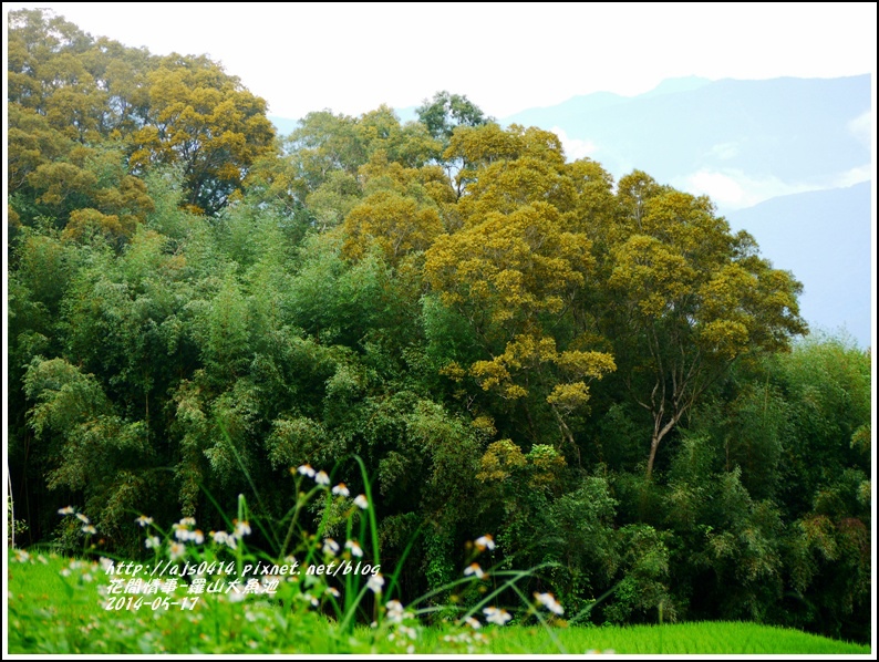 2014-05-羅山大魚池1.jpg 2014-05-羅山大魚池1.jpg