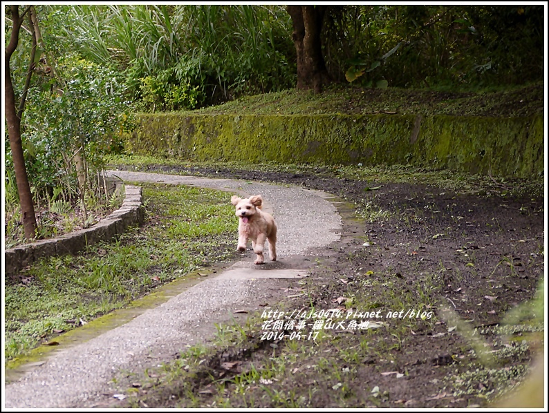 2014-05-羅山大魚池11.jpg 2014-05-羅山大魚池11.jpg