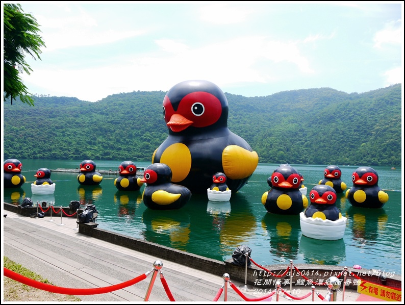 2014-07-鯉魚潭紅面番鴨3.jpg 2014-07-鯉魚潭紅面番鴨3.jpg