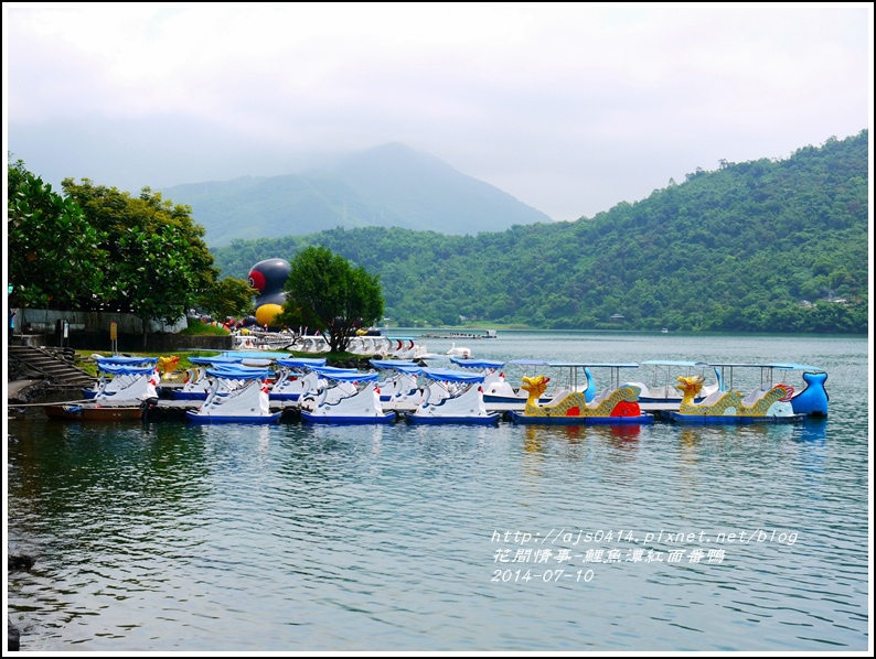 2014-07-鯉魚潭紅面番鴨1.jpg 2014-07-鯉魚潭紅面番鴨1.jpg