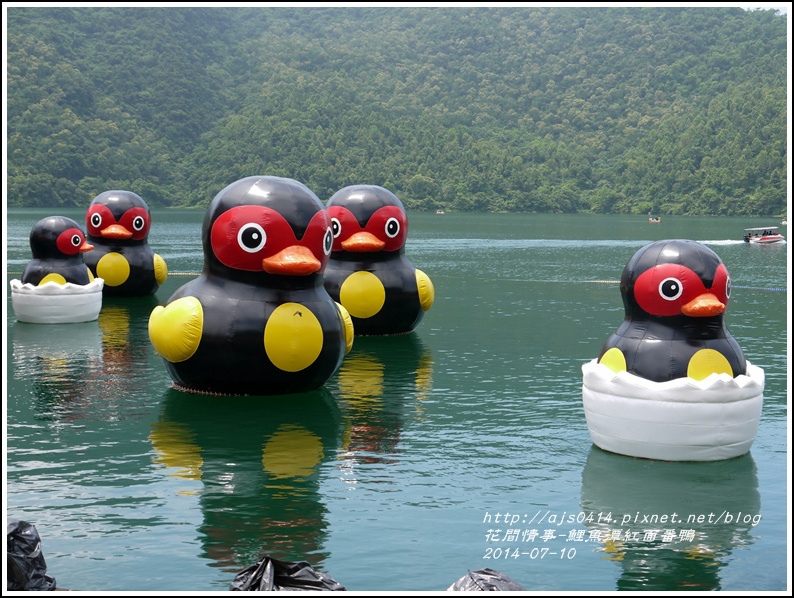 2014-07-鯉魚潭紅面番鴨4.jpg 2014-07-鯉魚潭紅面番鴨4.jpg