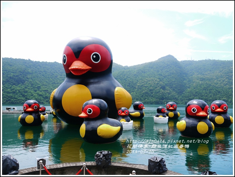 2014-07-鯉魚潭紅面番鴨5.jpg 2014-07-鯉魚潭紅面番鴨5.jpg