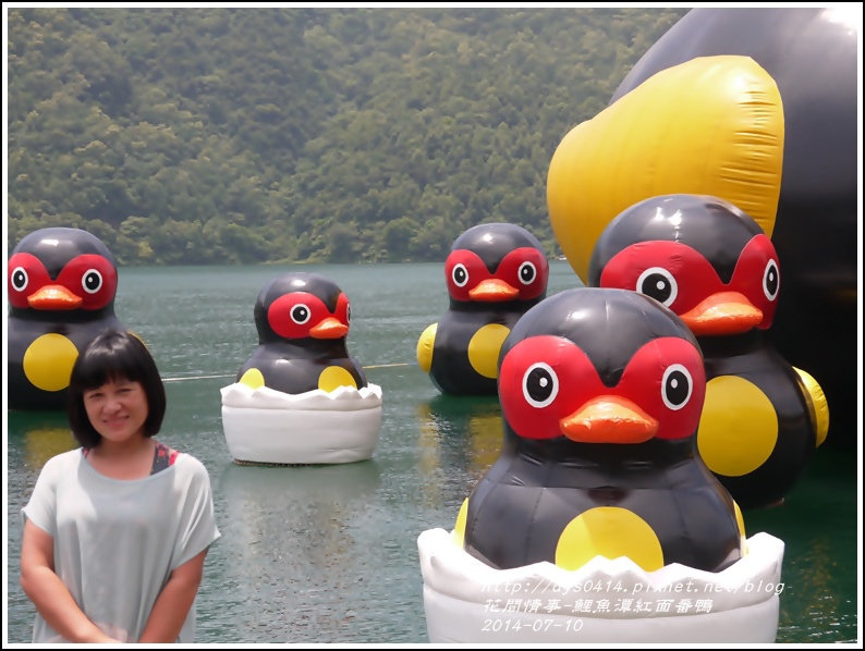 2014-07-鯉魚潭紅面番鴨12.jpg 2014-07-鯉魚潭紅面番鴨12.jpg