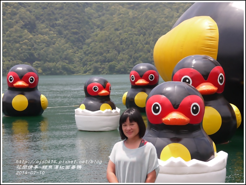 2014-07-鯉魚潭紅面番鴨13.jpg 2014-07-鯉魚潭紅面番鴨13.jpg