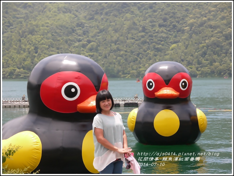 2014-07-鯉魚潭紅面番鴨14.jpg 2014-07-鯉魚潭紅面番鴨14.jpg