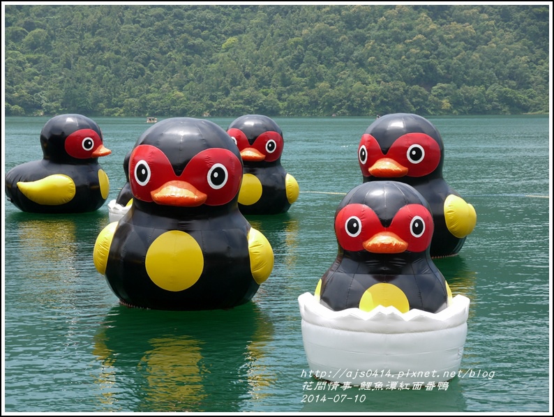 2014-07-鯉魚潭紅面番鴨18.jpg 2014-07-鯉魚潭紅面番鴨18.jpg