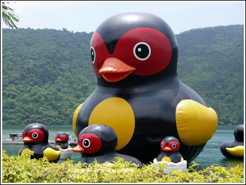 2014-07-鯉魚潭紅面番鴨19.jpg 2014-07-鯉魚潭紅面番鴨19.jpg