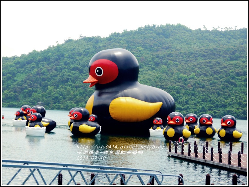 2014-07-鯉魚潭紅面番鴨21.jpg 2014-07-鯉魚潭紅面番鴨21.jpg