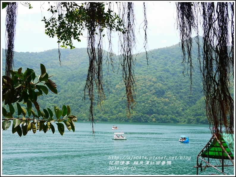 2014-07-鯉魚潭紅面番鴨22.jpg 2014-07-鯉魚潭紅面番鴨22.jpg
