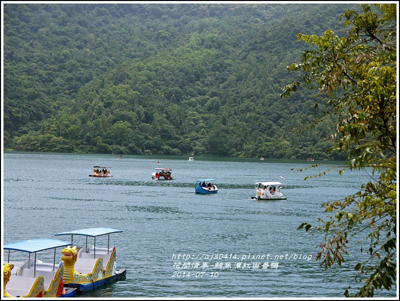 2014-07-鯉魚潭紅面番鴨23.jpg 2014-07-鯉魚潭紅面番鴨23.jpg