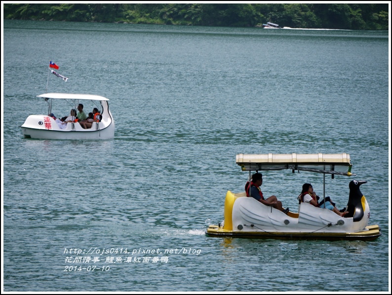 2014-07-鯉魚潭紅面番鴨24.jpg 2014-07-鯉魚潭紅面番鴨24.jpg