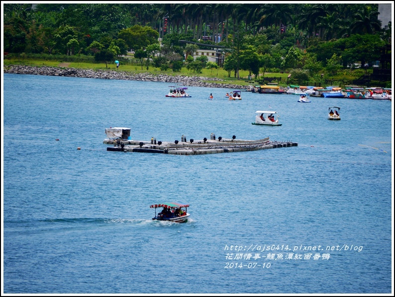 2014-07-鯉魚潭紅面番鴨32.jpg 2014-07-鯉魚潭紅面番鴨32.jpg