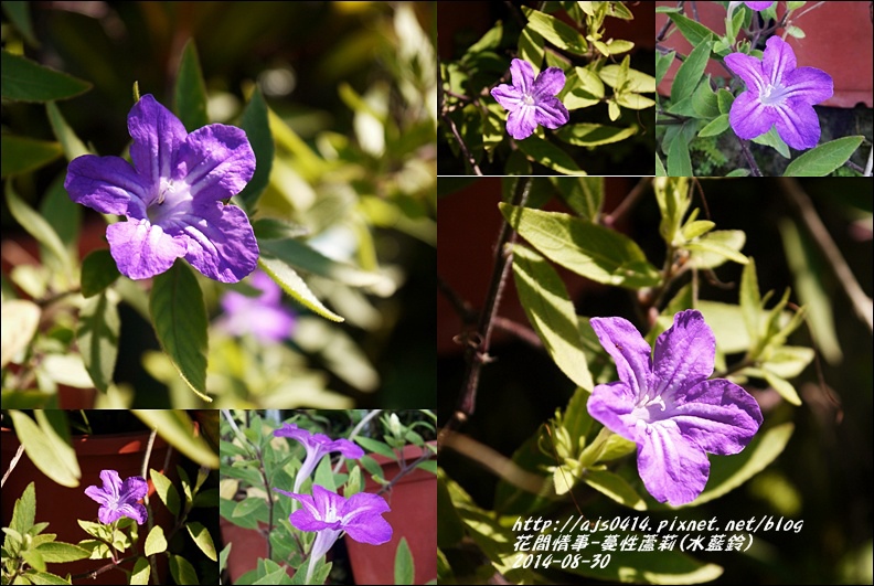 2014-09-蔓性蘆莉10.jpg 2014-09-蔓性蘆莉10.jpg