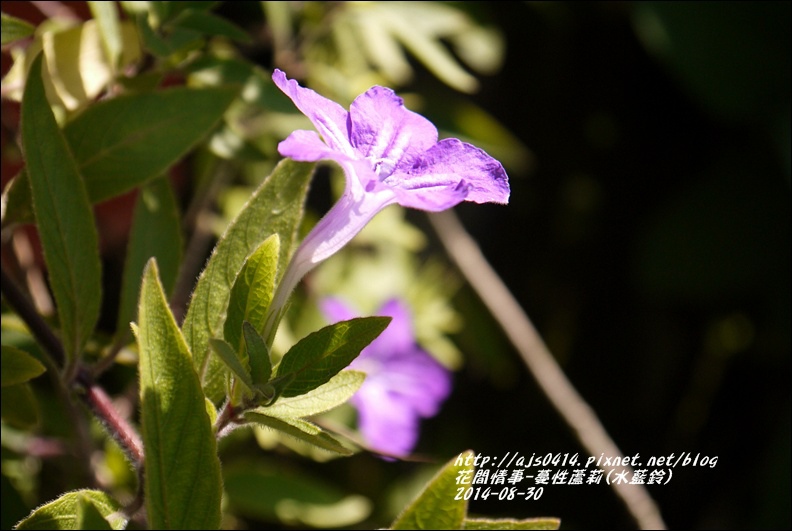 2014-09-蔓性蘆莉1.jpg 2014-09-蔓性蘆莉1.jpg