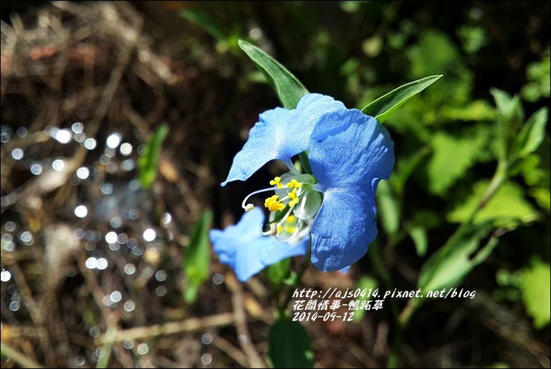 2014-09-鴨跖草1.jpg 2014-09-鴨跖草1.jpg