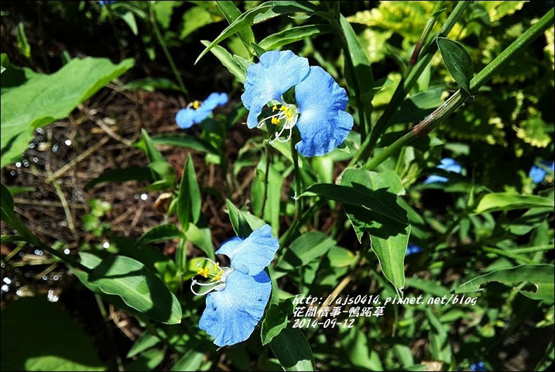 2014-09-鴨跖草2.jpg 2014-09-鴨跖草2.jpg