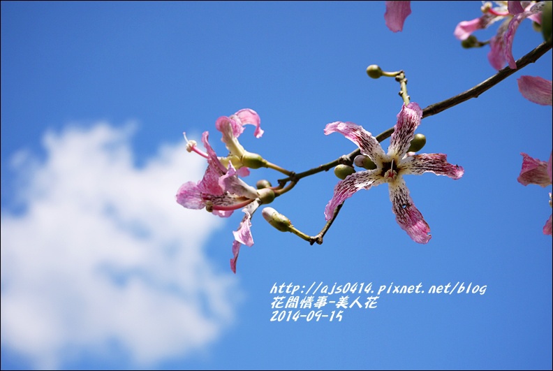 2014-09-美人花10.jpg 2014-09-美人花10.jpg