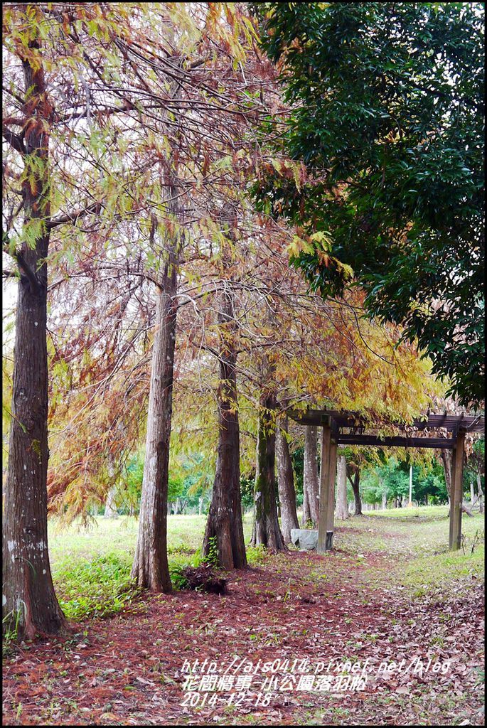 2014-12-獅子公園落羽松4.jpg 2014-12-獅子公園落羽松4.jpg