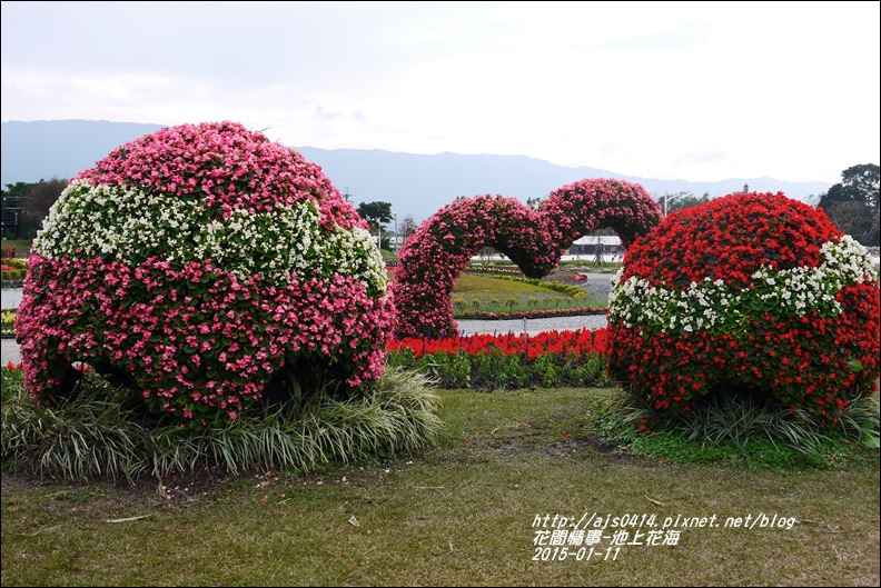 2015-01-池上花海33.jpg