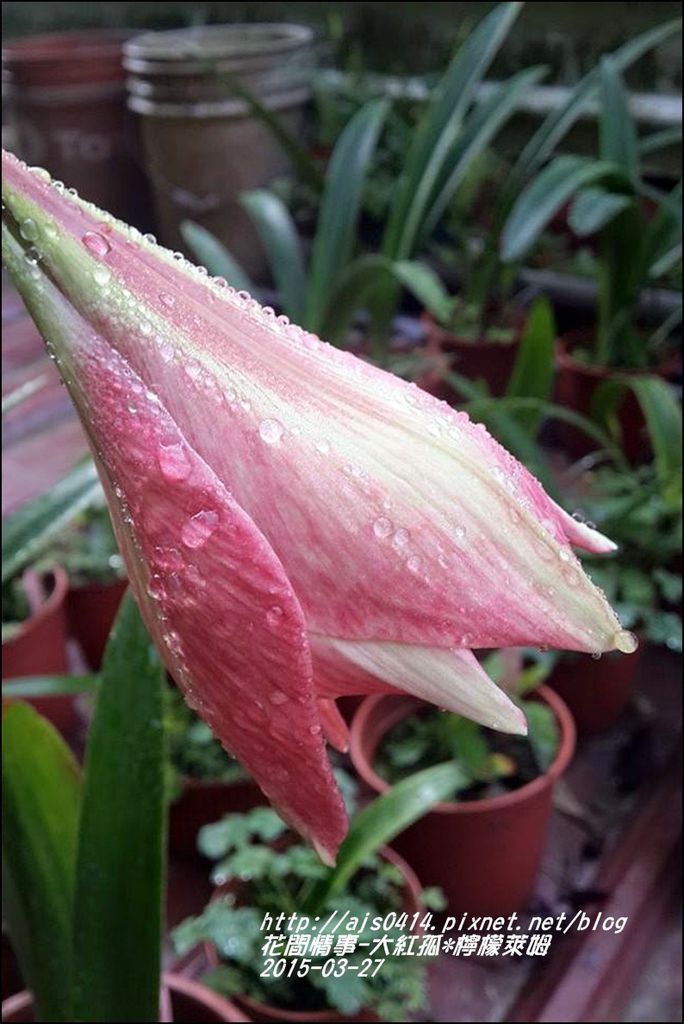 2015-04-大紅孤配檸檬萊姆1.jpg 2015-04-大紅孤配檸檬萊姆1.jpg