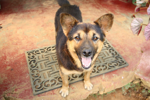 民宿可愛小狗 民宿可愛小狗