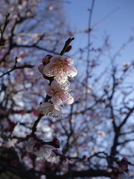_DSC1038 _DSC1038