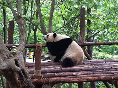 熊貓基地-熊貓