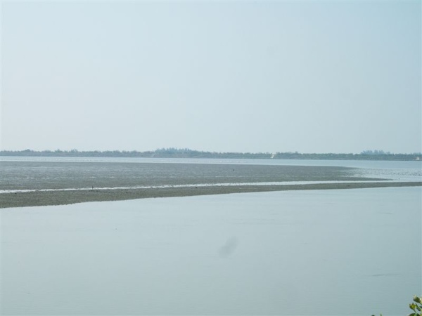 遠方有一群黑面琵鷺