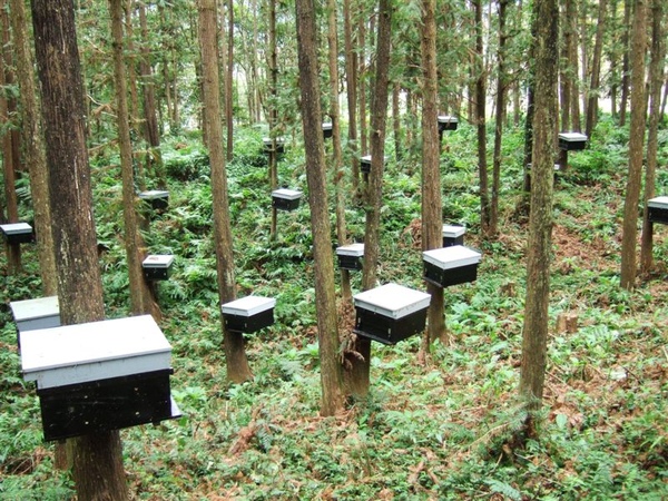 樹上的蜂窩 樹上的蜂窩