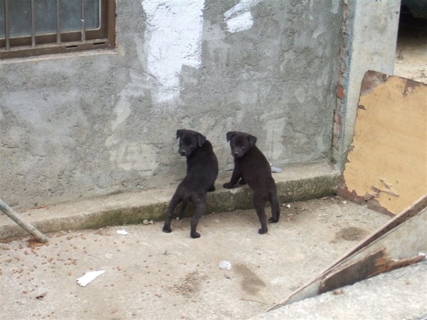 你要做什麼? 你要做什麼?