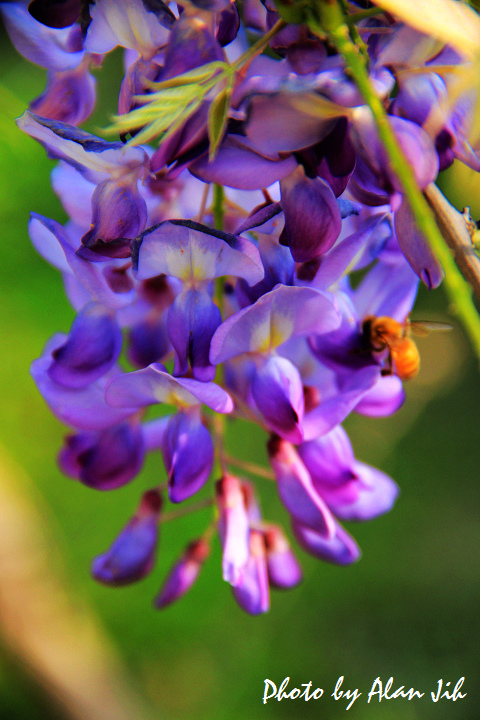 flower-18 flower-18