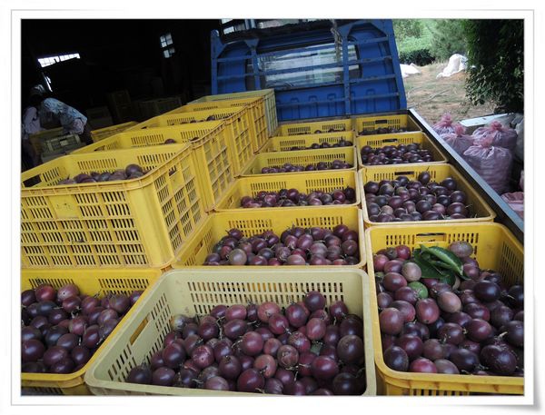 綠野仙蹤休閒廣場_大坪頂百香果[南投埔里]