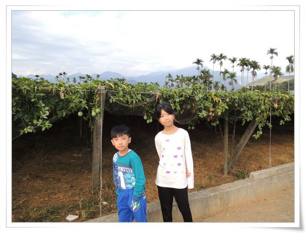 綠野仙蹤休閒廣場_大坪頂百香果[南投埔里]1