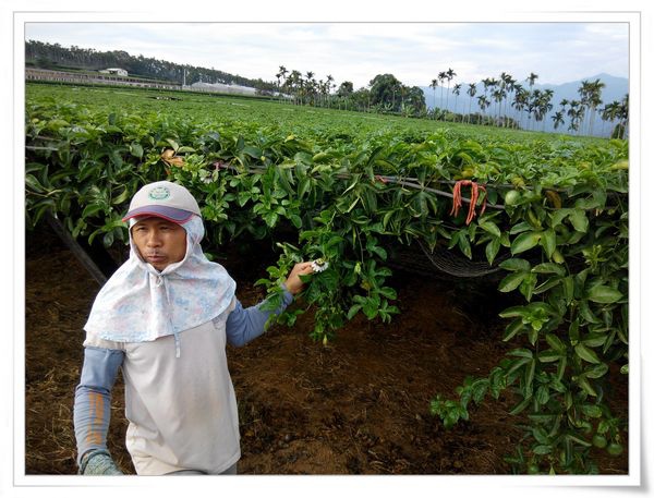 綠野仙蹤休閒廣場_大坪頂百香果[南投埔里]2