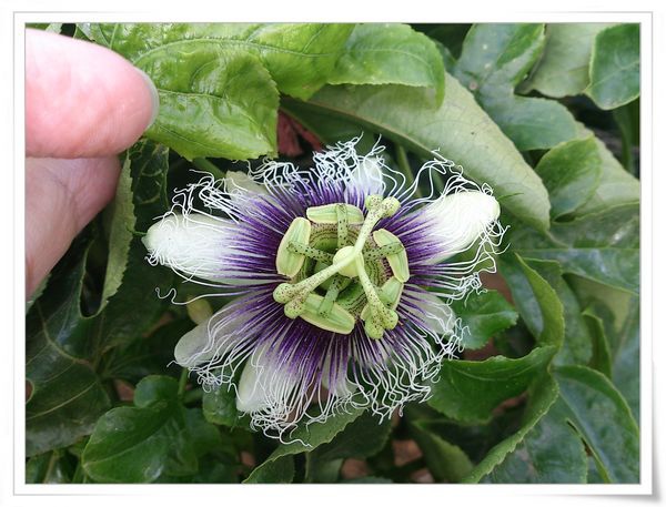 綠野仙蹤休閒廣場_大坪頂百香果[南投埔里]3