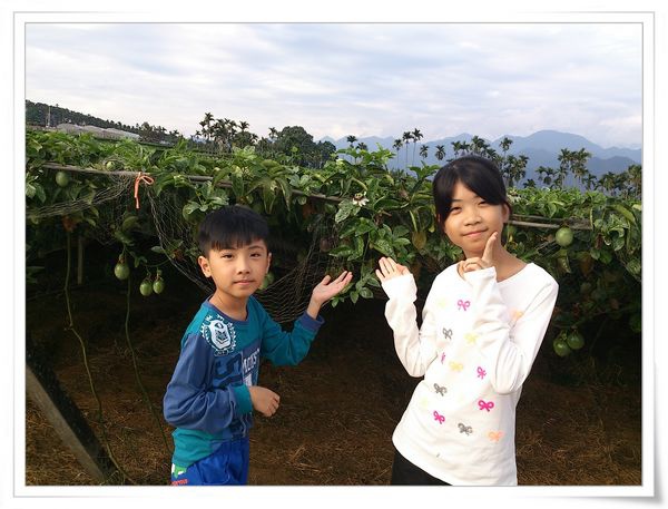 綠野仙蹤休閒廣場_大坪頂百香果[南投埔里]4