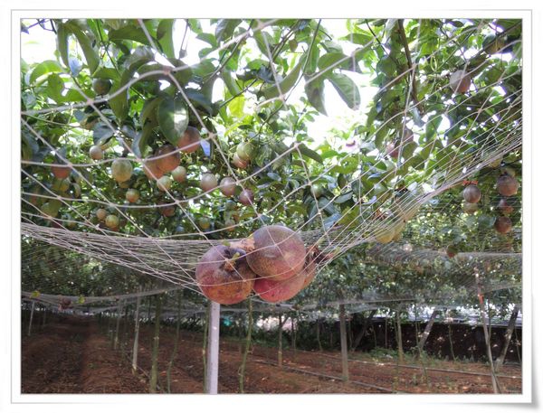 綠野仙蹤休閒廣場_大坪頂百香果[南投埔里]5