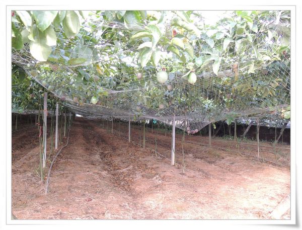 綠野仙蹤休閒廣場_大坪頂百香果[南投埔里]6