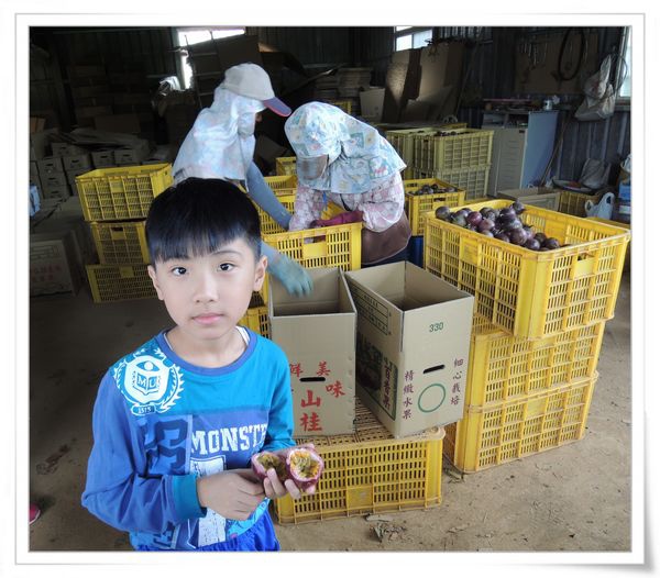 綠野仙蹤休閒廣場_大坪頂百香果[南投埔里]8