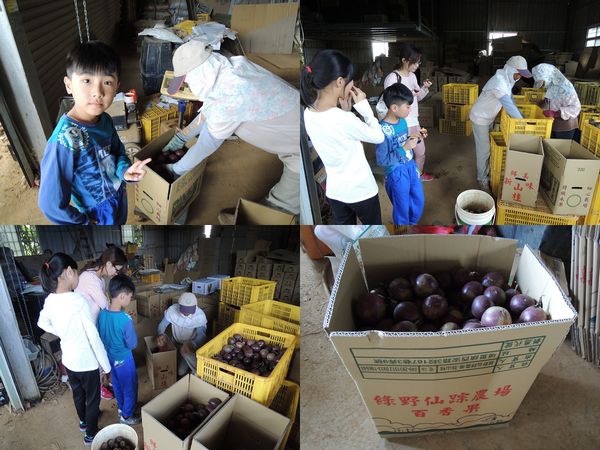 綠野仙蹤休閒廣場_大坪頂百香果[南投埔里]9