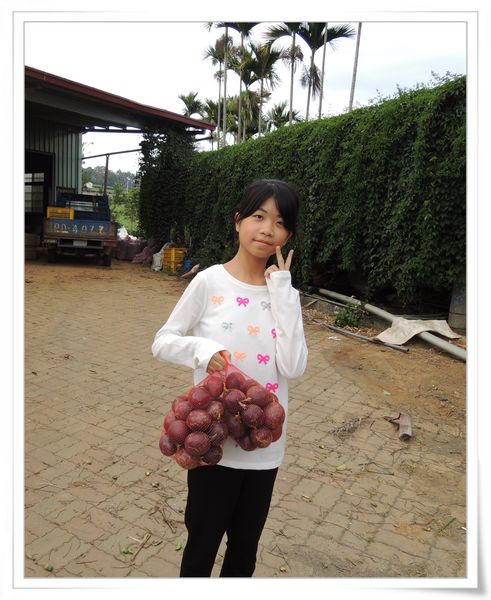 綠野仙蹤休閒廣場_大坪頂百香果[南投埔里]10