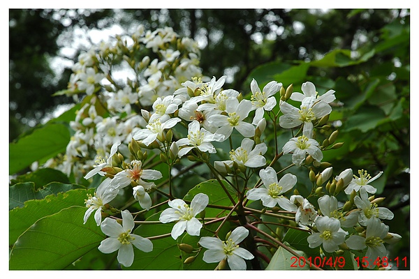 2010 0409 054.jpg 2010 0409 054.jpg