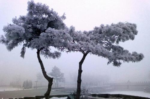雨天不种菜,来谈连理枝