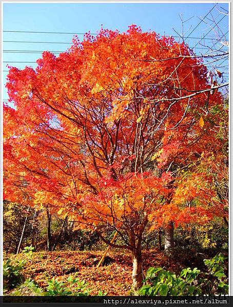 1335908471.jpg 1335908471.jpg