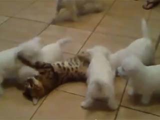 最可愛的犯罪.jpg 最可愛的犯罪.jpg
