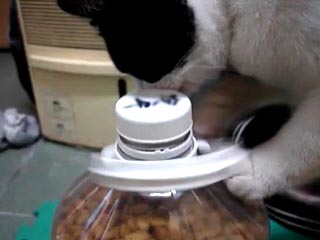餓貓 開瓶蓋.jpg 餓貓 開瓶蓋.jpg